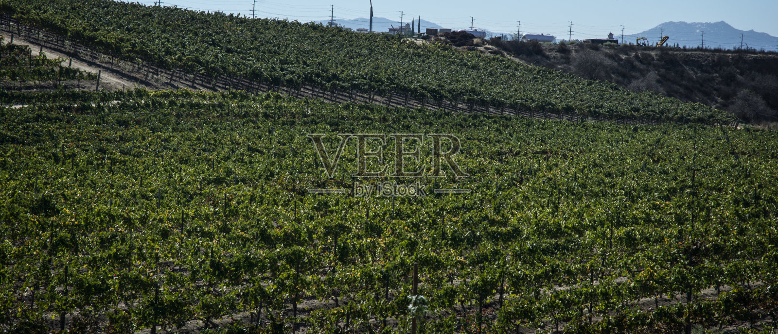 加州葡萄果园照片摄影图片