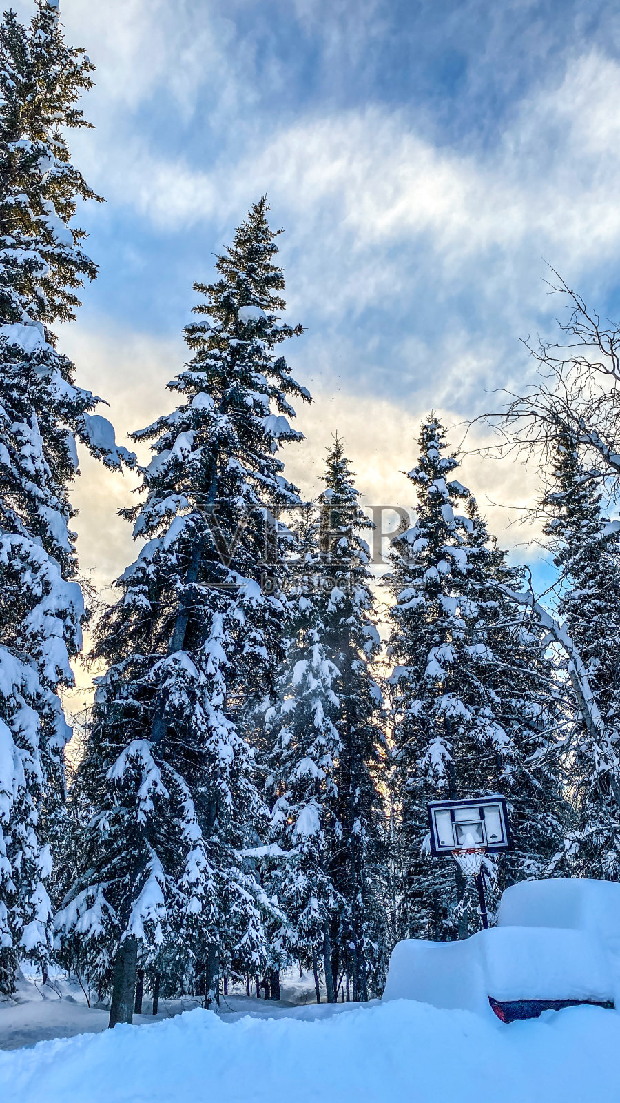 阿拉斯加树上的雪照片摄影图片
