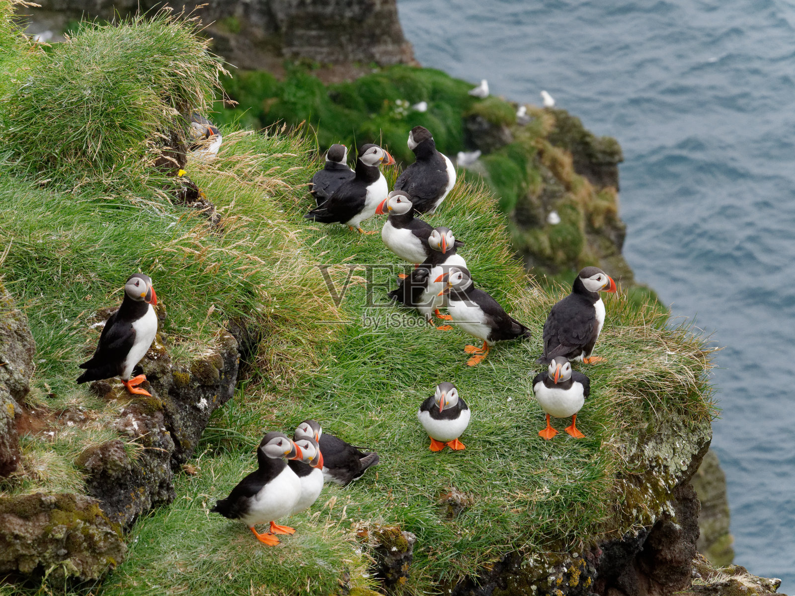 大西洋海雀照片摄影图片
