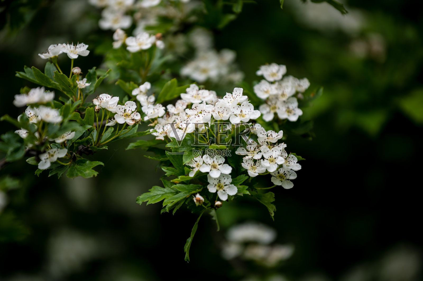 白色的花朵照片摄影图片