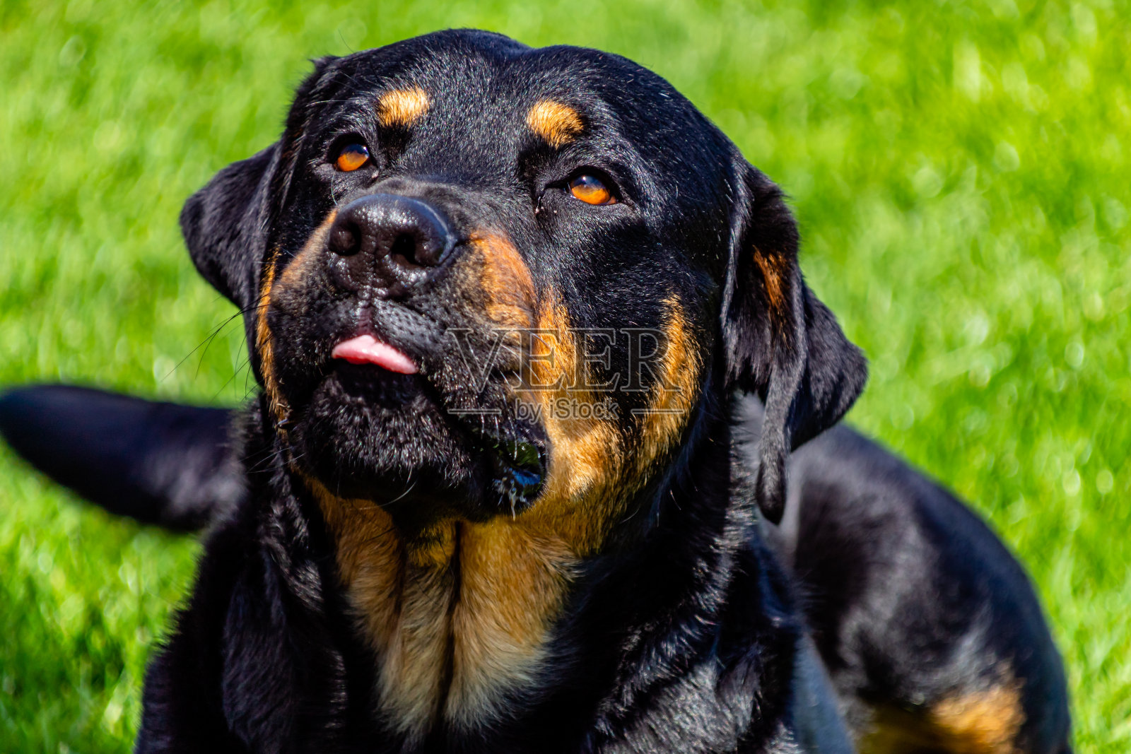 狗在他的院子里玩耍。tarnaki、新西兰照片摄影图片