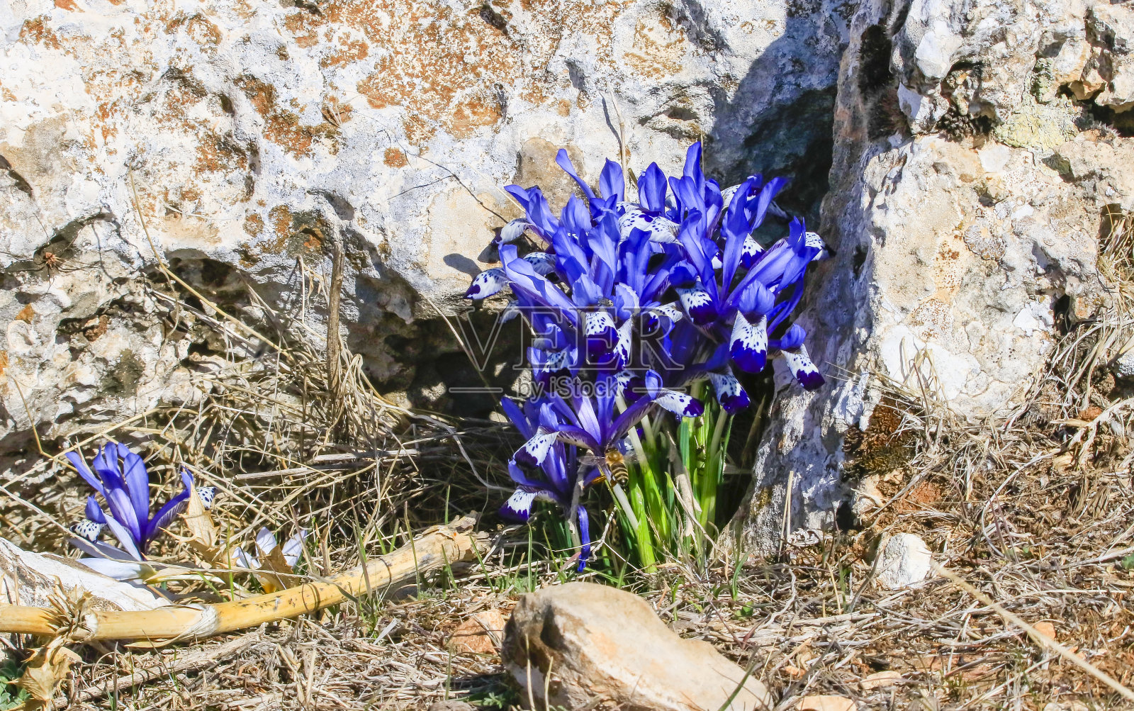 鸢尾花照片摄影图片