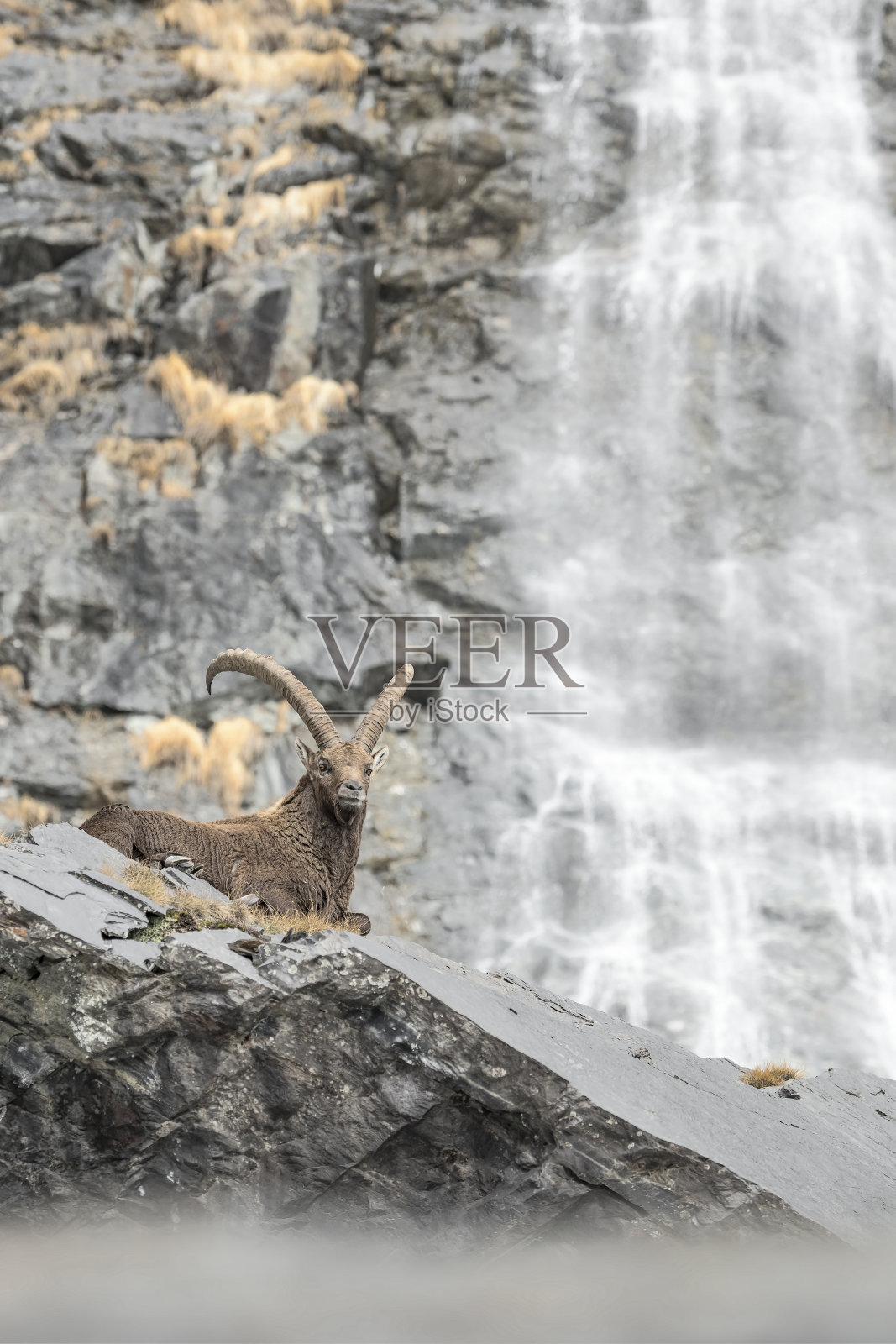 瀑布和高山野山羊照片摄影图片