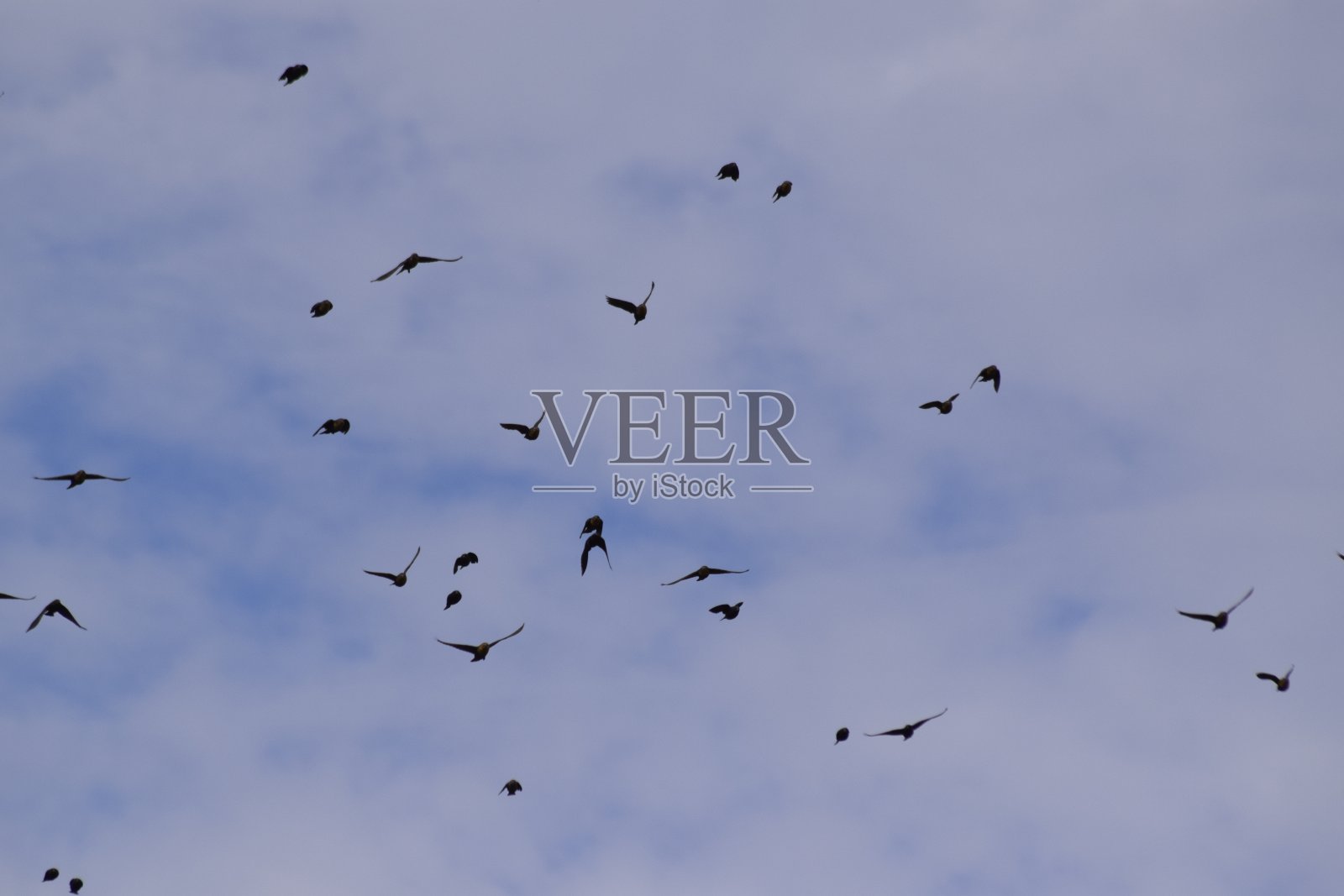 鸟儿在飞翔,栖息在地上照片摄影图片