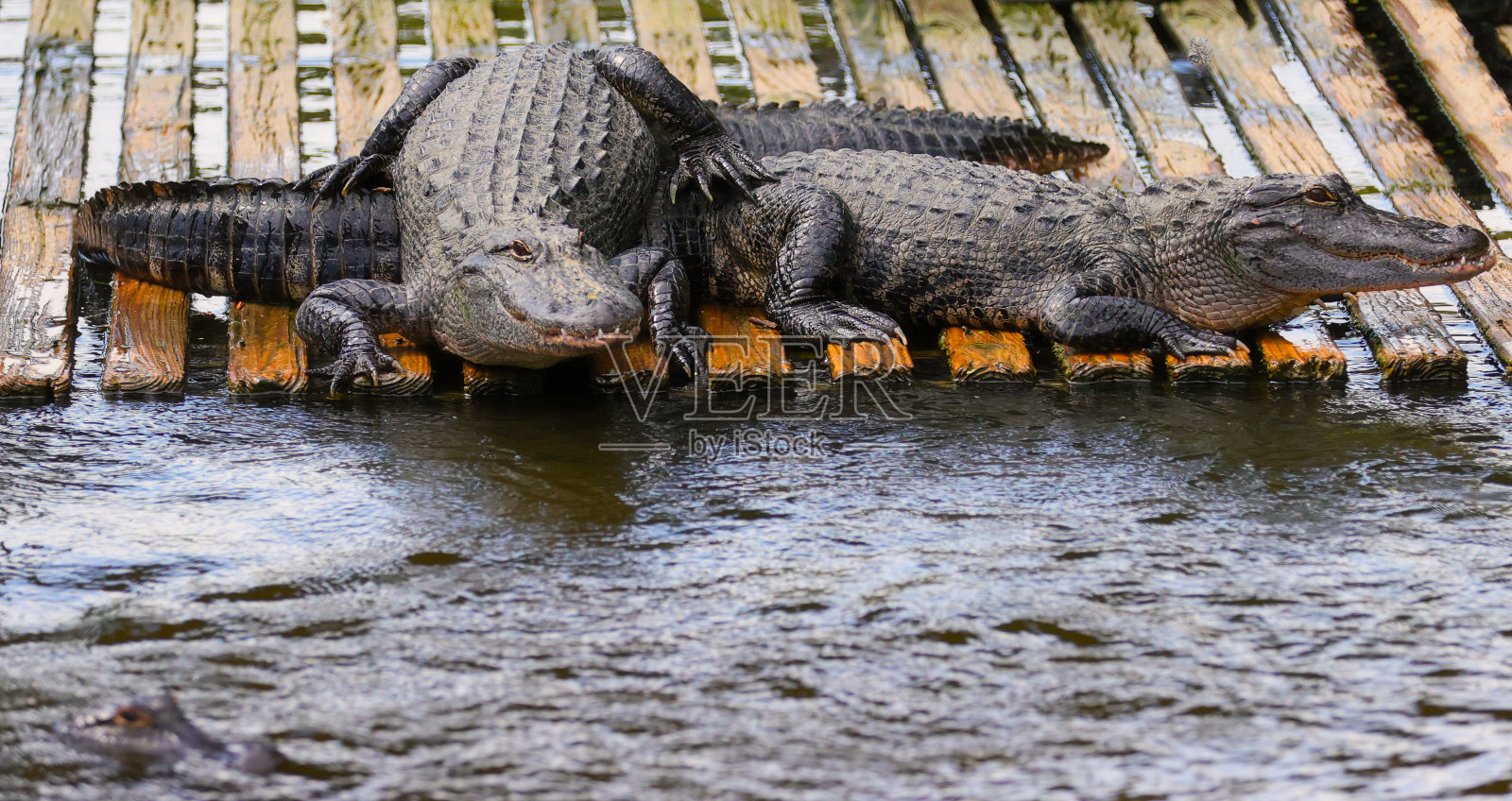 佛罗里达鳄鱼大沼泽地或短吻鳄照片摄影图片