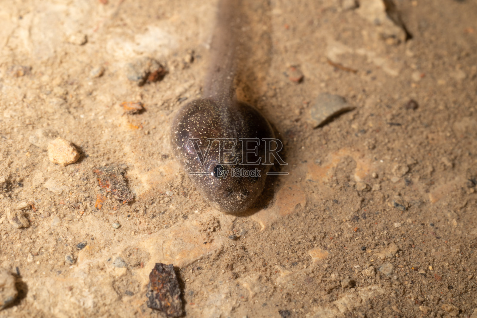 一个蝌蚪躺在地上的宏观视图照片摄影图片