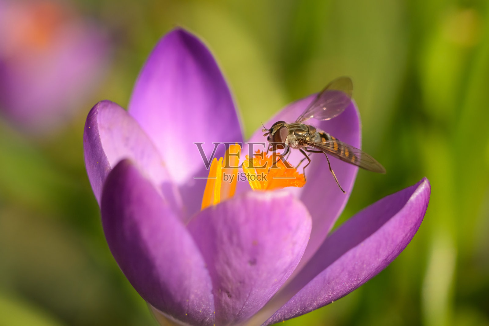 一只飞蝇正在吃一朵紫色的番红花照片摄影图片
