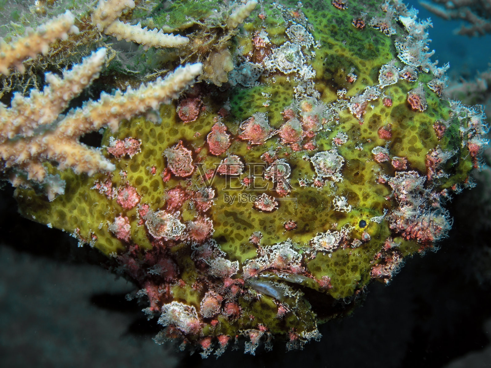 埃及红海中的巨型躄鱼照片摄影图片