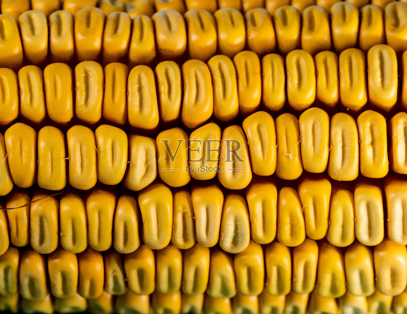 玉米照片摄影图片
