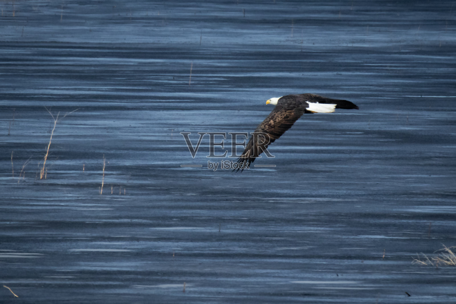 下克拉马斯国家野生动物保护区的秃鹰,位于俄勒冈州和加州边境照片摄影图片