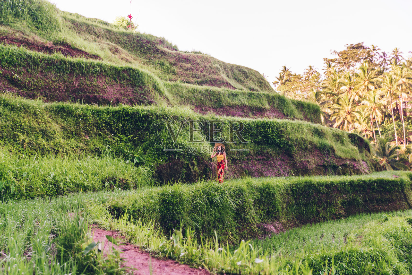 巴厘岛Tegalalang梯田上的一名妇女照片摄影图片