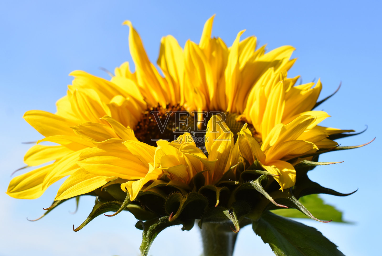 蓝天下的向日葵照片摄影图片