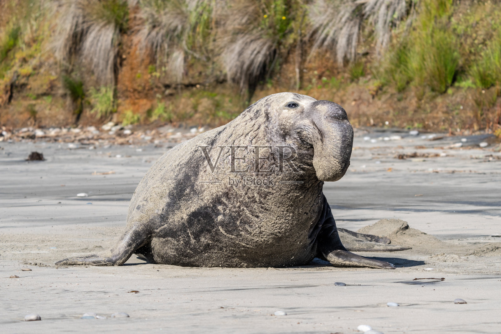 海滩上的象海豹照片摄影图片