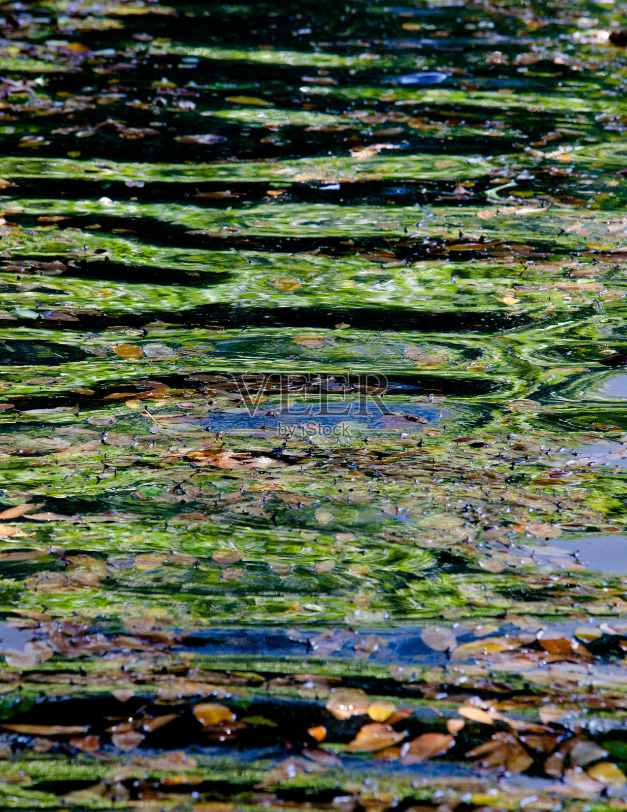 池塘倒影照片摄影图片