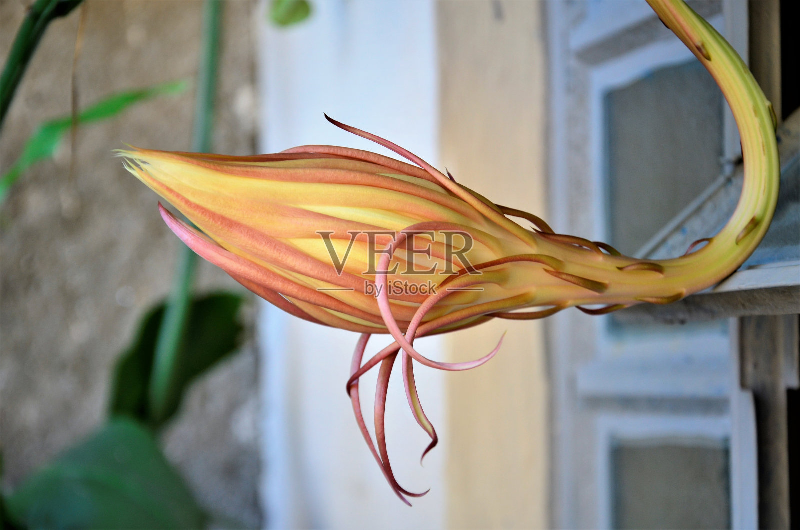 昙花Oxypetalum花蕾照片摄影图片