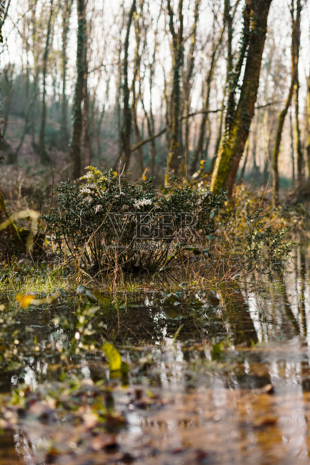 热带雨林在雨季照片摄影图片