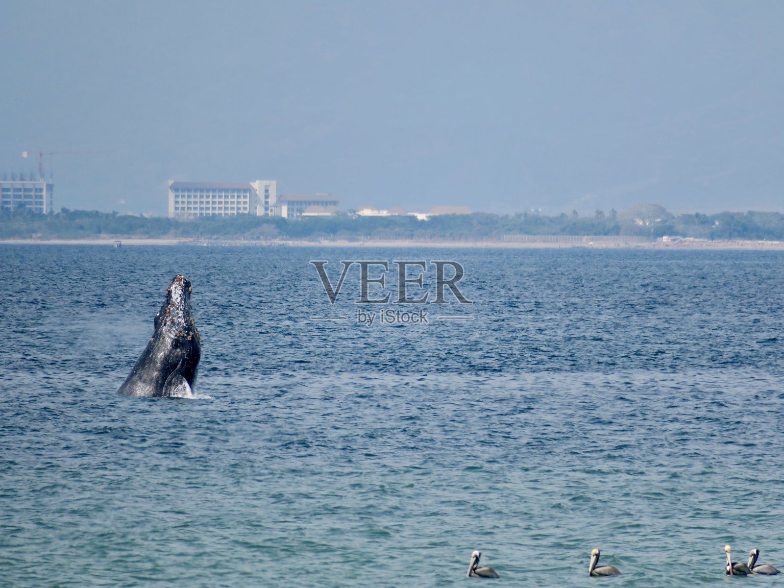 座头鲸和度假小镇照片摄影图片