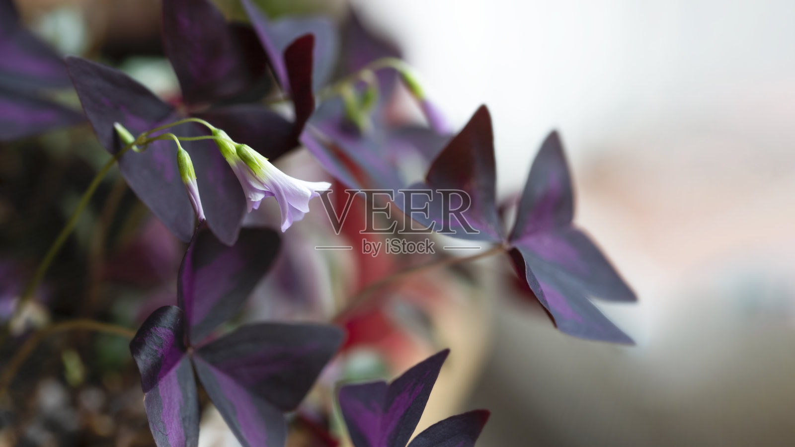 有花植物三角草照片摄影图片