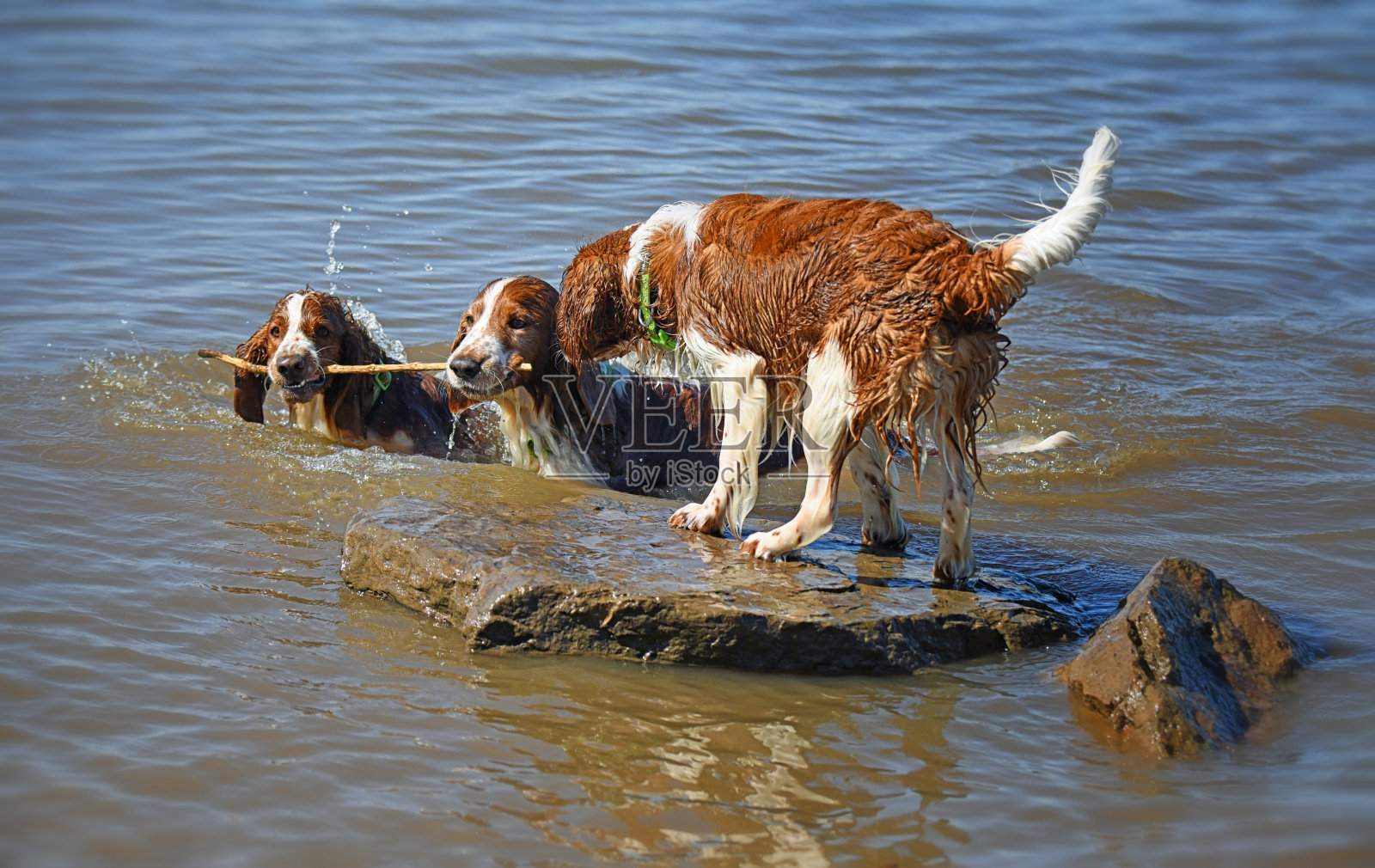 三只威尔士猎犬在水里玩耍照片摄影图片