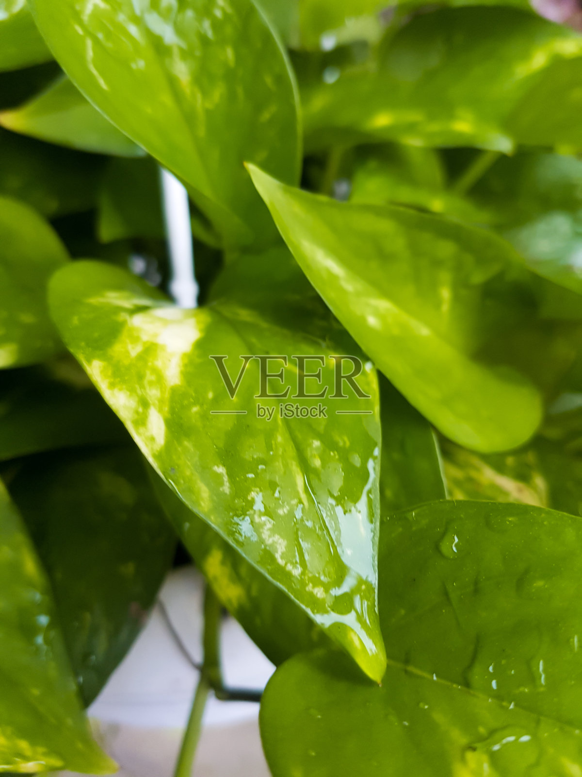 魔鬼的常春藤照片摄影图片