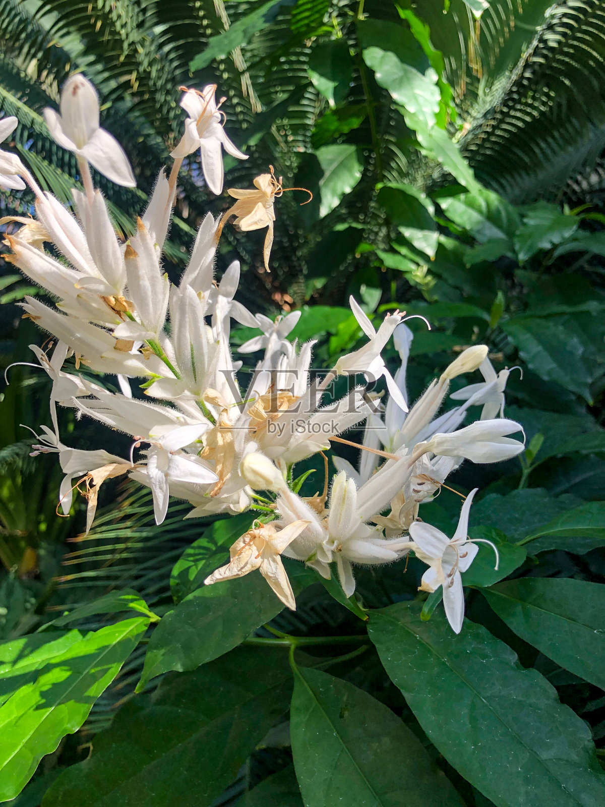 美丽的白色热带花在花园里照片摄影图片