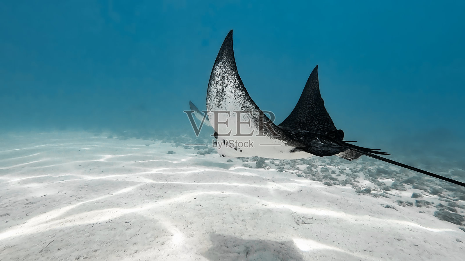 鹰射线照片摄影图片