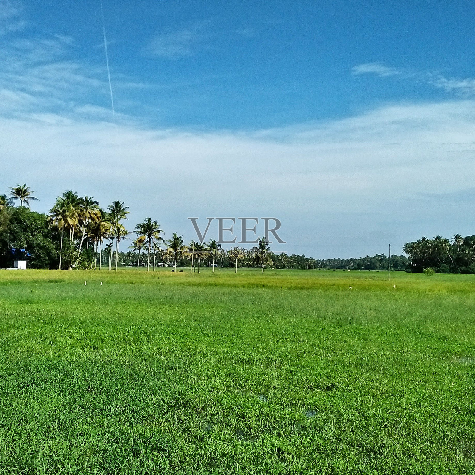 场照片摄影图片