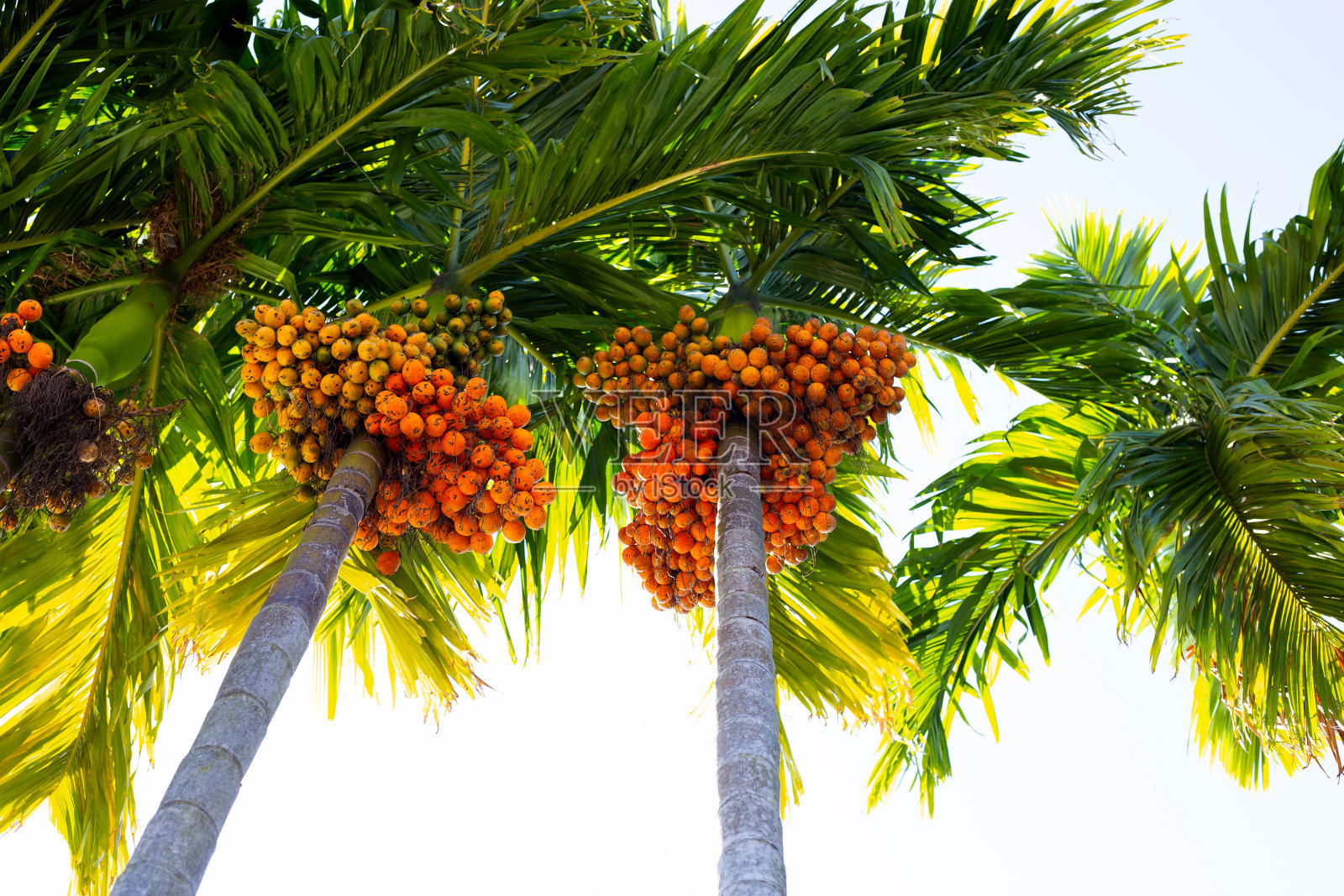 槟榔果,热带棕榈树照片摄影图片