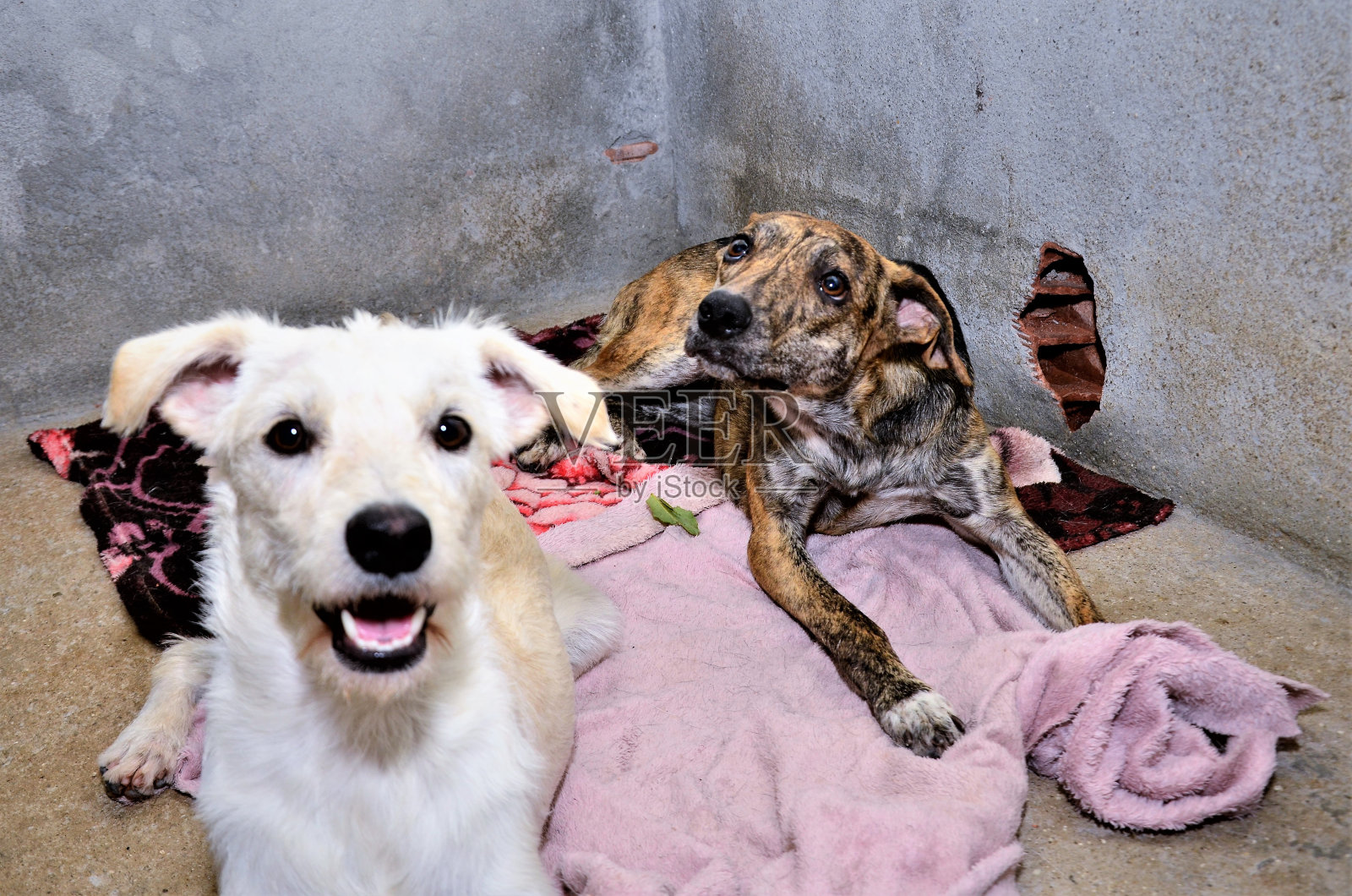 两只没有繁殖能力的狗躺在后院的毯子上照片摄影图片