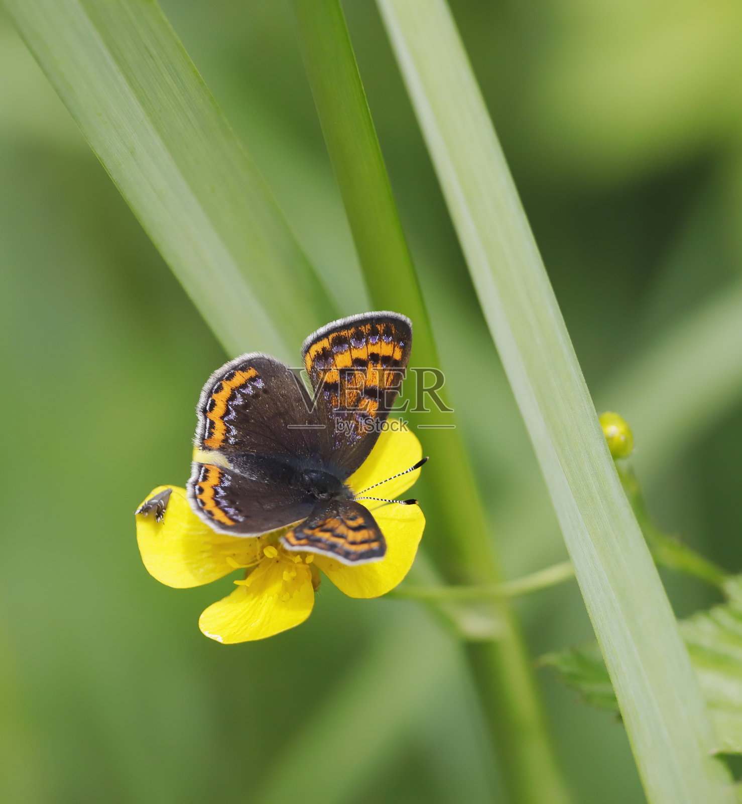 紫铜蝴蝶(Lycaena helle)照片摄影图片