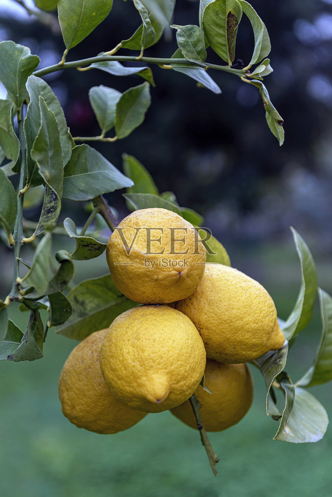 柠檬在树枝上的特写照片摄影图片