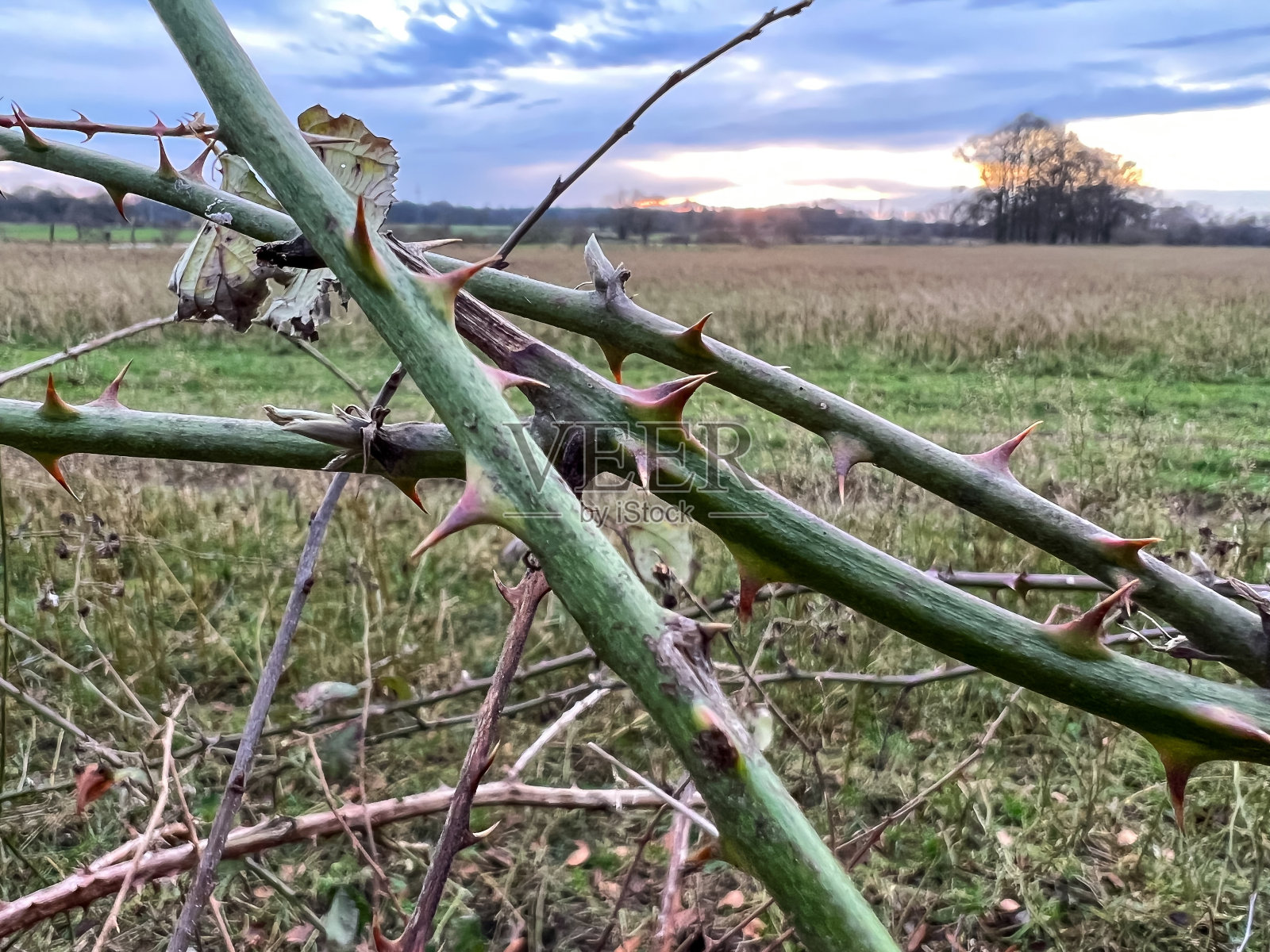 冬天植物的刺有美丽的背景。照片摄影图片