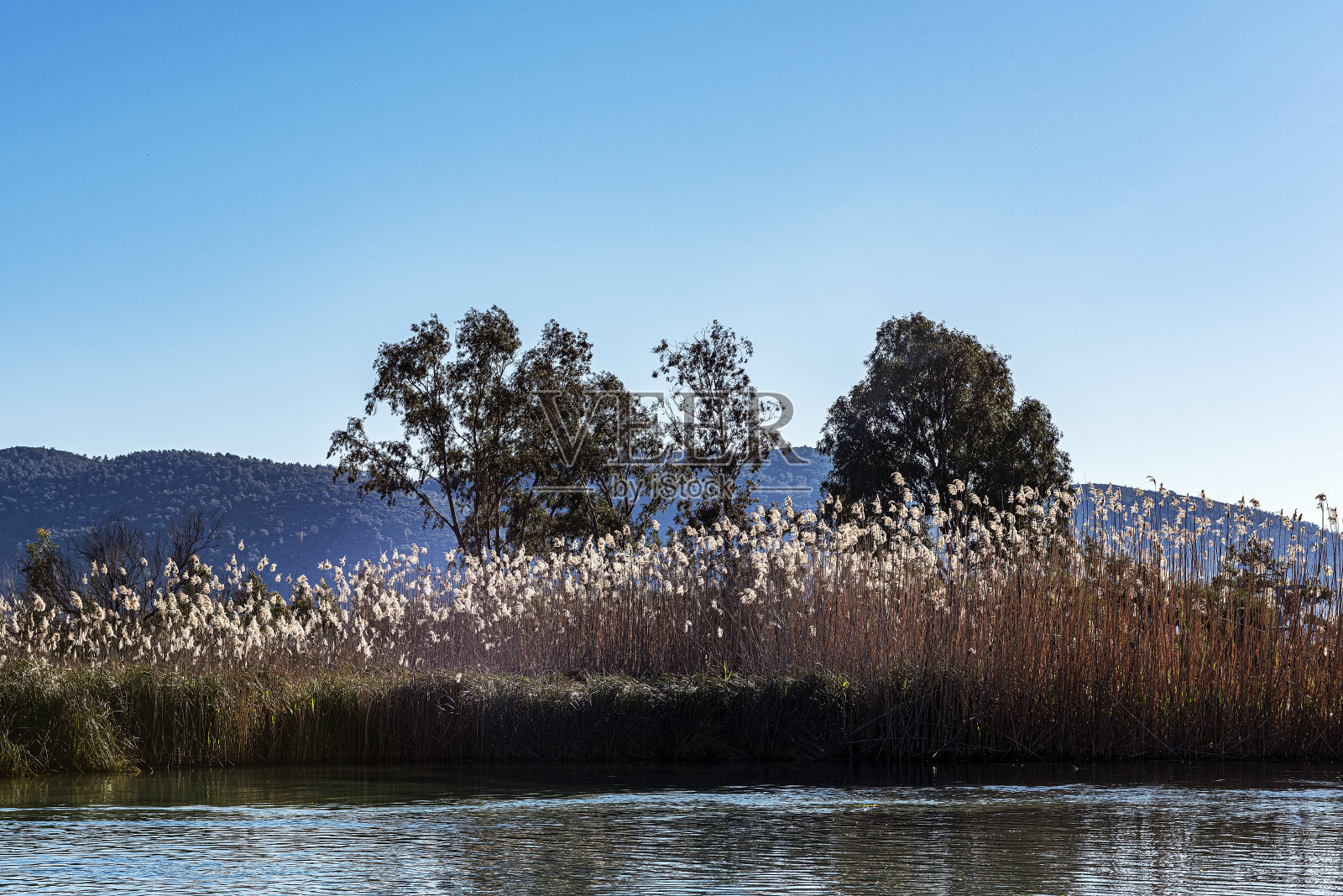 木格拉阿基亚卡河边的树木和芦苇照片摄影图片