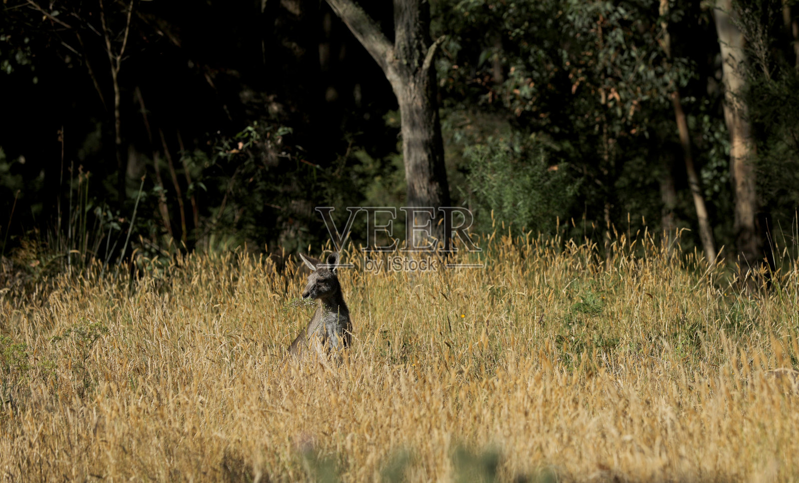 袋鼠在澳大利亚坐着吃草照片摄影图片