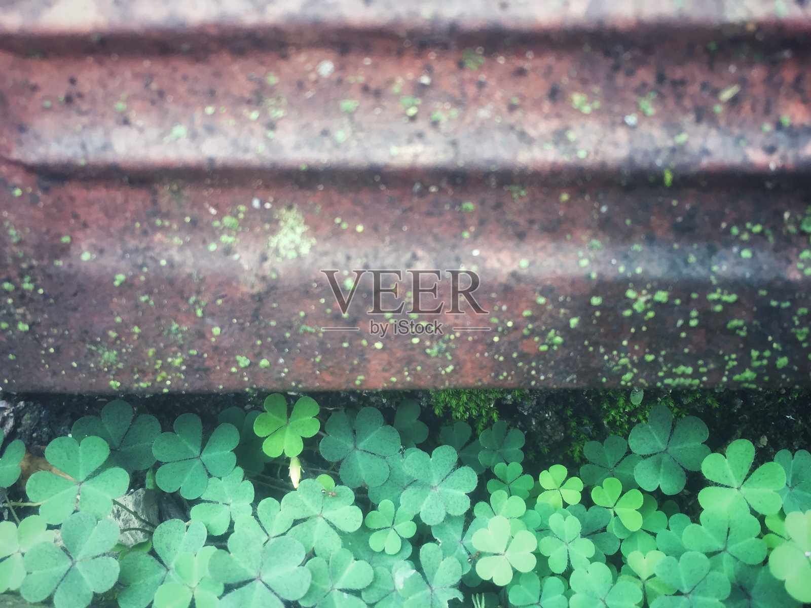 绿色植物照片摄影图片