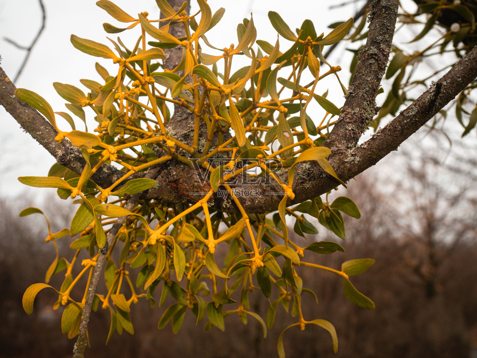 一种开花的槲寄生生长在落叶树上。照片摄影图片