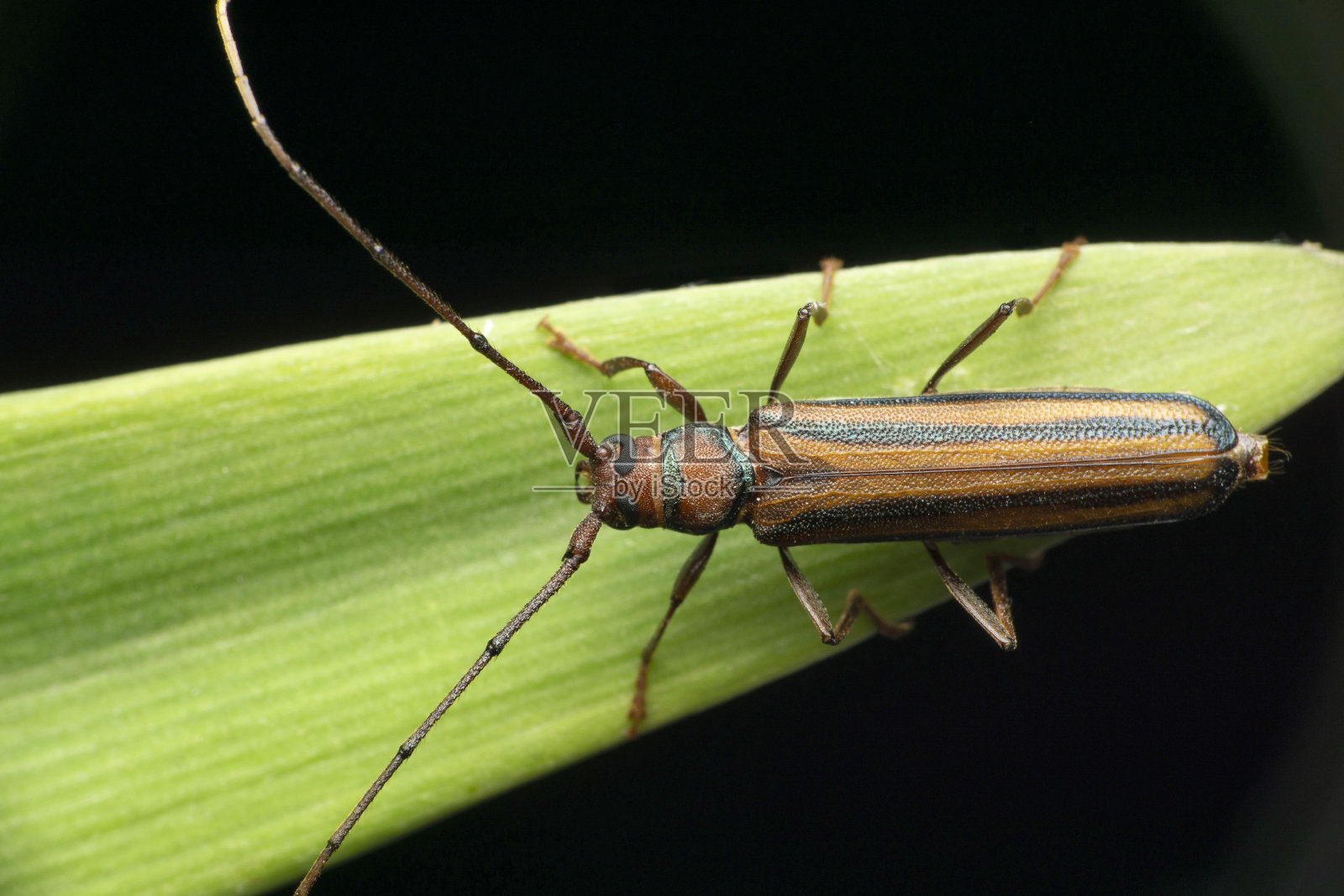 德科拉长角甲虫, 安菲霍迪科拉 , 萨塔拉 , 马哈拉施特拉邦 , 印度照片摄影图片