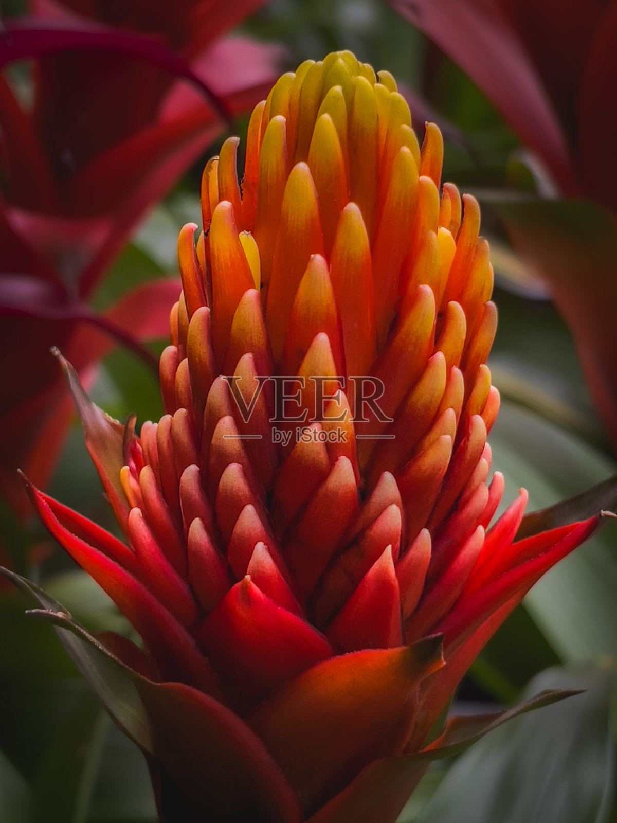 近景凤梨花背景与绿叶在花园里照片摄影图片