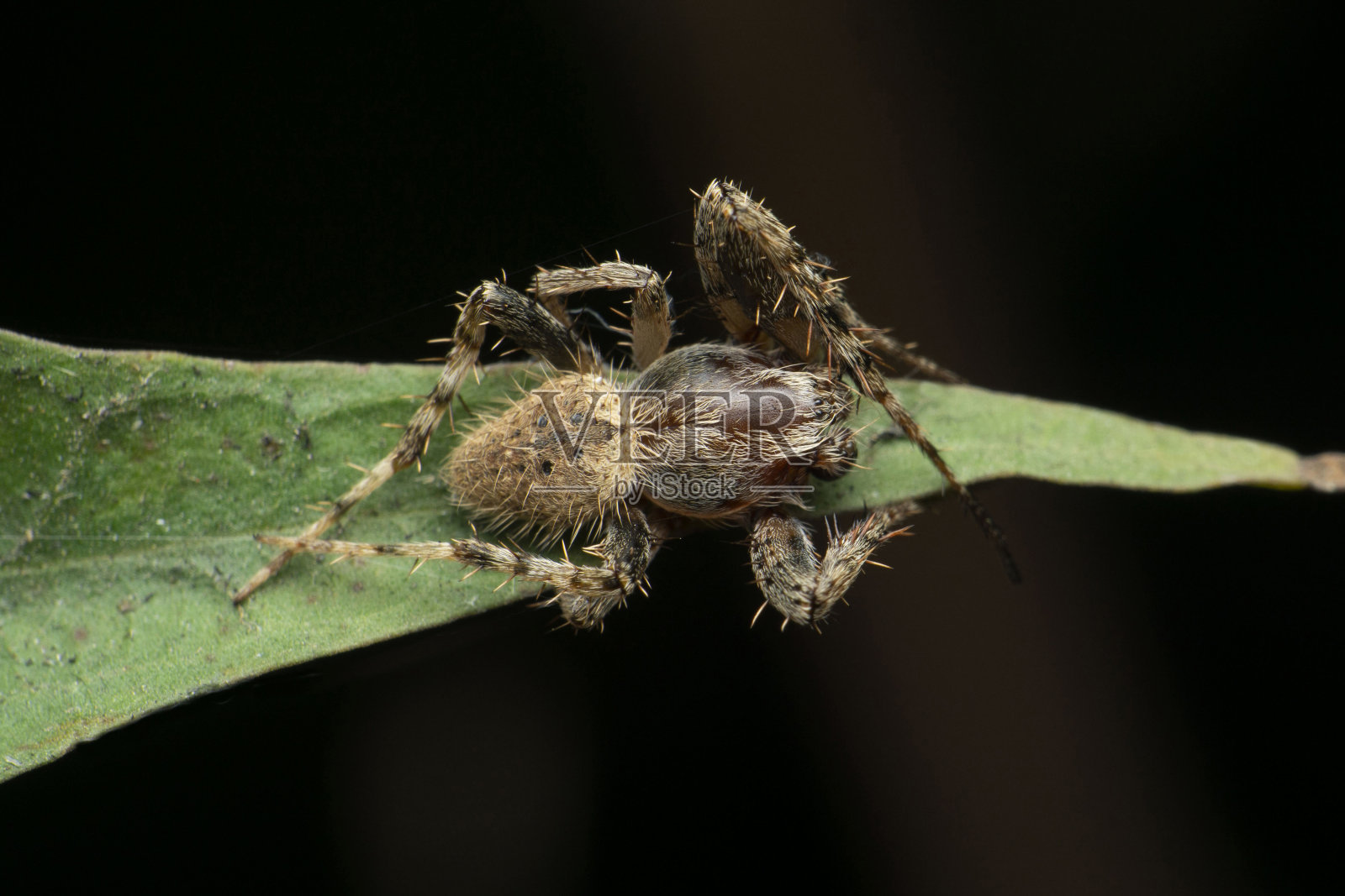 球体织网蜘蛛,Arnea种,萨塔拉,马哈拉施特拉邦,印度照片摄影图片