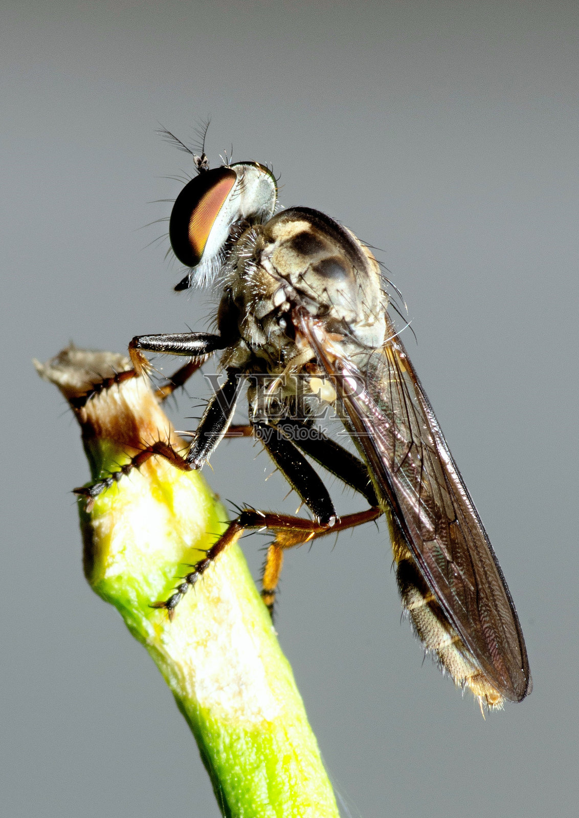 关闭苍蝇昆虫在树枝上。照片摄影图片