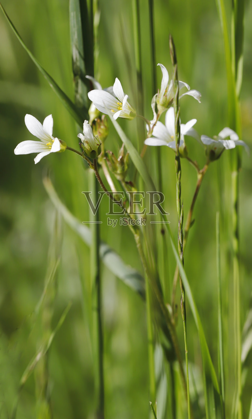 仙女亚麻照片摄影图片