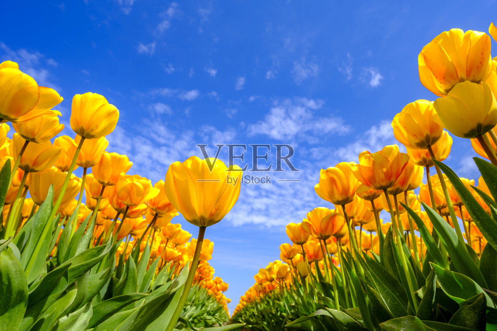 郁金香在一个美丽的春天生长在田野里照片摄影图片