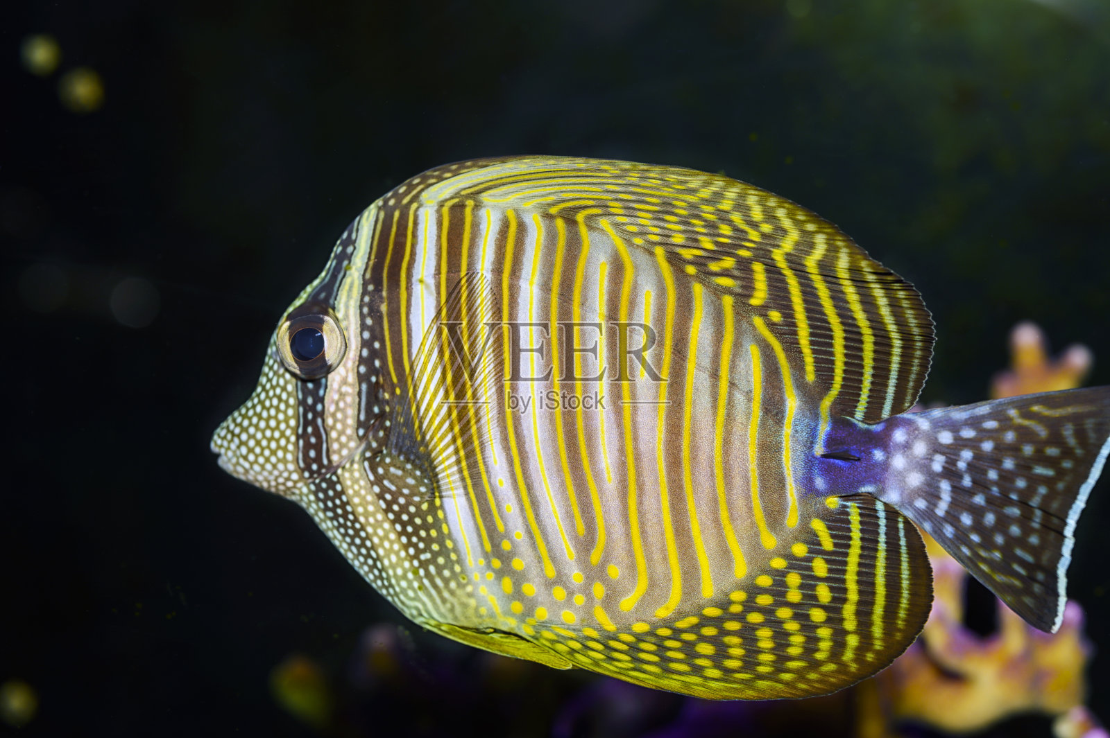 Sailfin tang (Zebrasoma veliferum)照片摄影图片