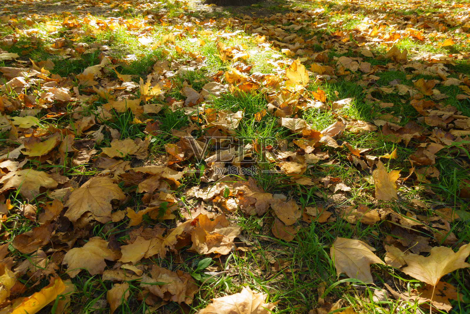 在十月的绿草地上有大量的枫叶照片摄影图片
