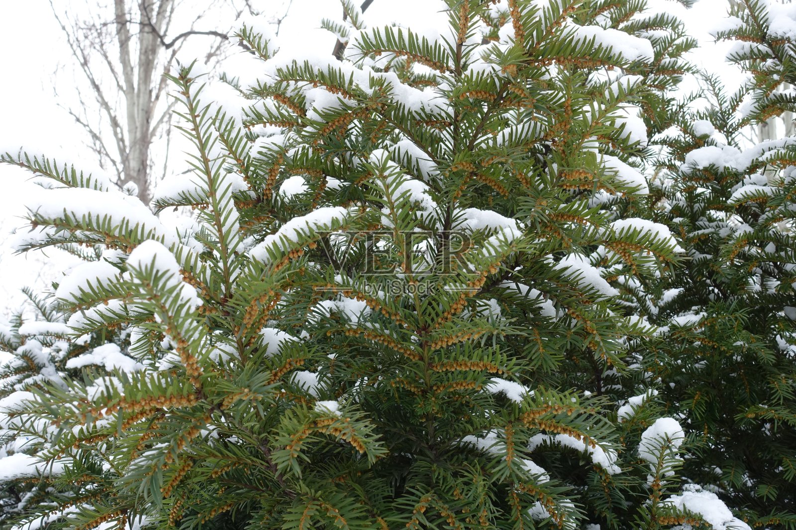 一种普通的红豆杉,雄球果在一月份被雪覆盖照片摄影图片