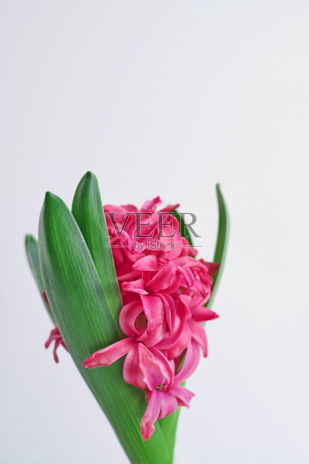 接近粉红色的风信子花在白色的背景上。春天的象征。贺卡的概念。最小概念和你好春天。副本的空间。照片摄影图片