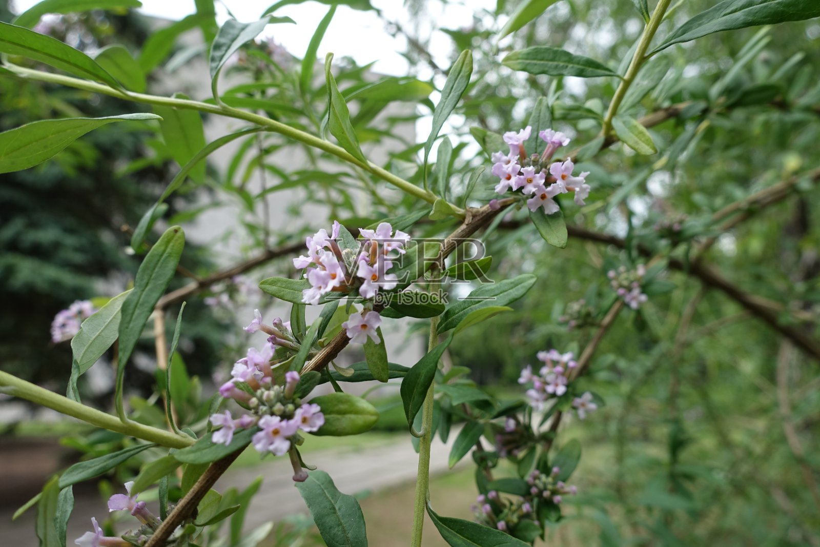 五月开花的交替叶的蛱蝶丛的枝照片摄影图片