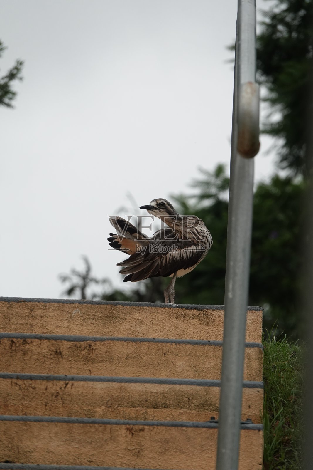 杓鹬在外面的楼梯上整理羽毛照片摄影图片