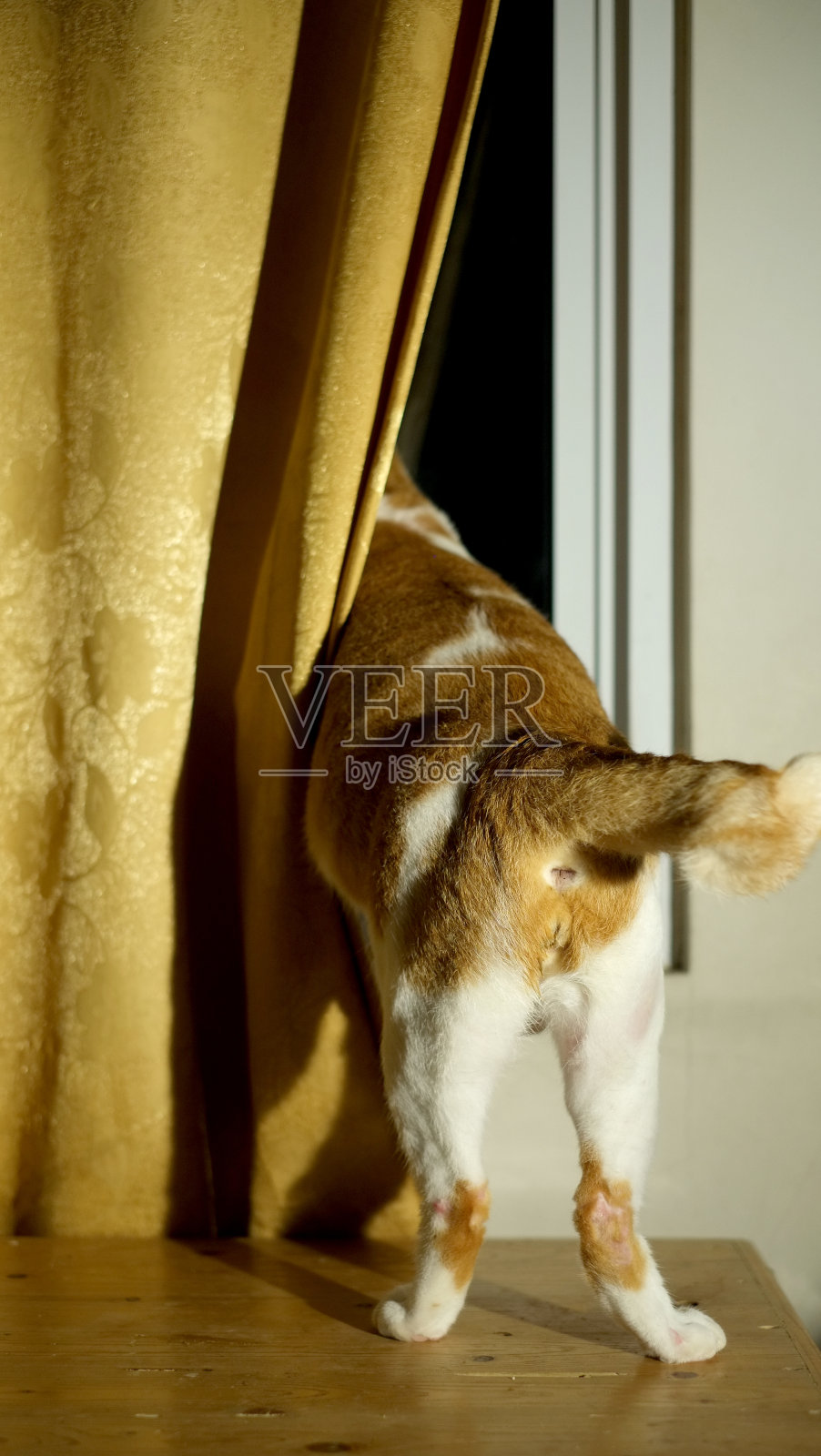 quirious猫照片摄影图片