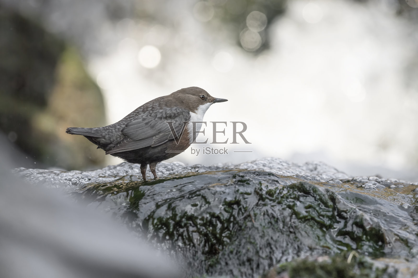 以瀑布为背景的北斗星画像(Cinclus Cinclus)照片摄影图片